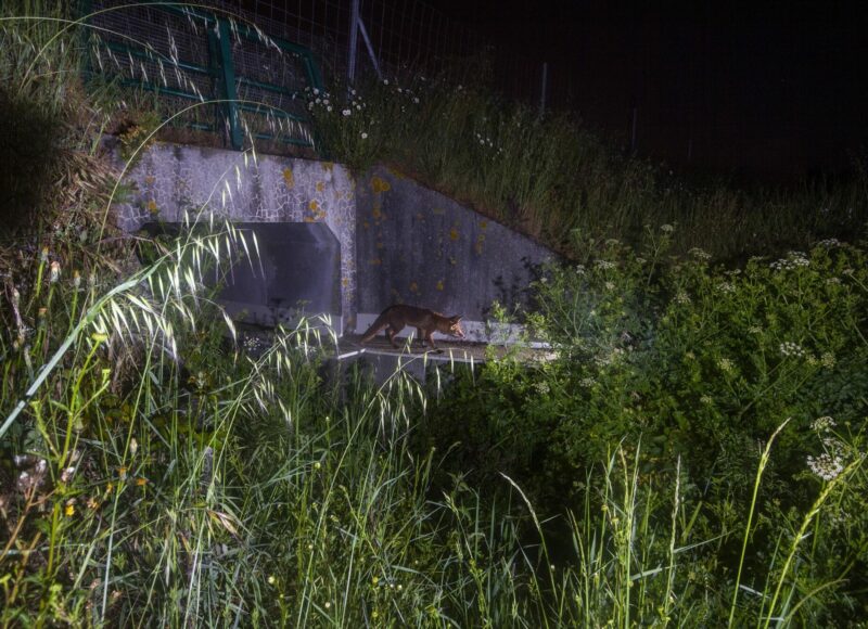 Renard à la sortie un ecoduc