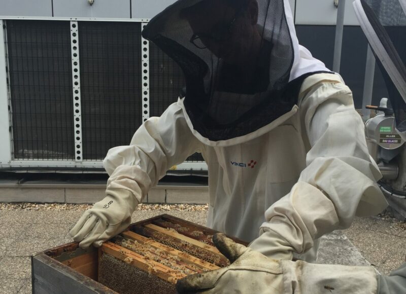 Beekeeper on the rooftop of VINCI building