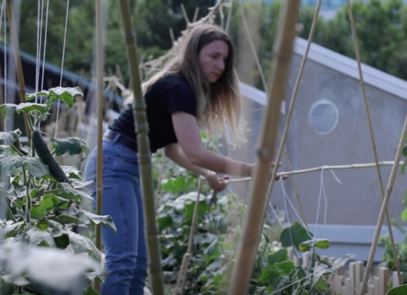 Urban agriculture on rooftops