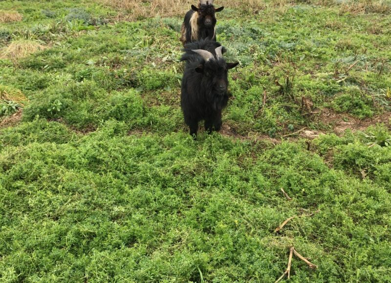 Goat rearing on a rooftop in Aubervilliers