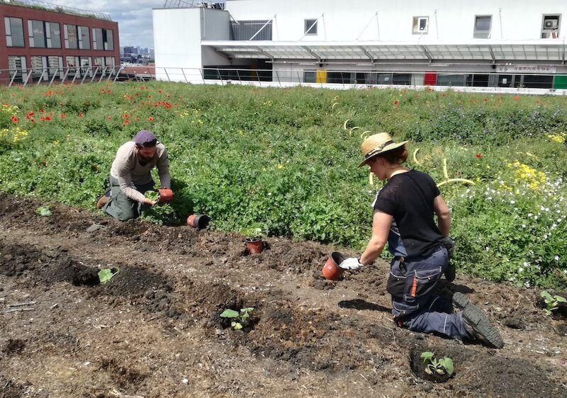 Paysans urbains sur une toiture cultivée