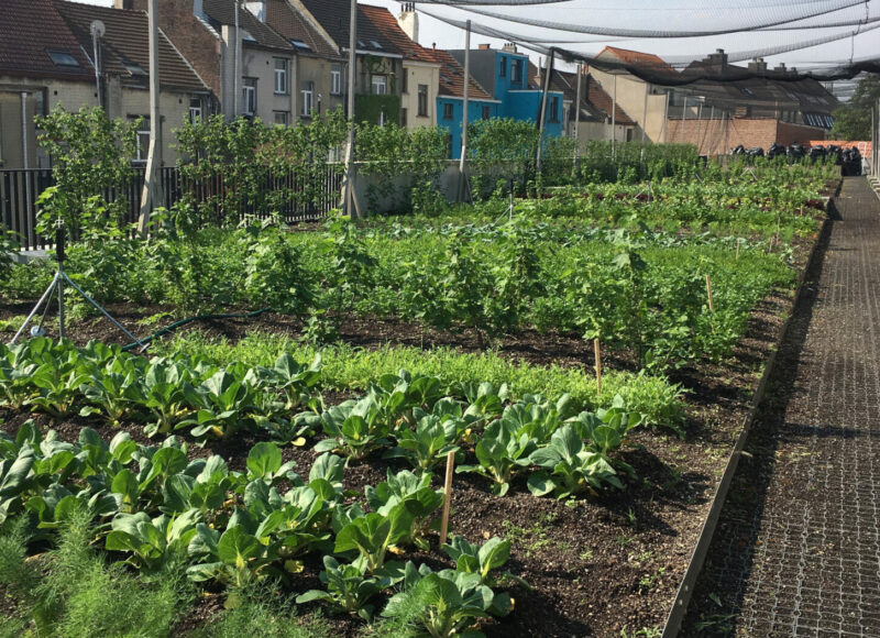 Vegetable garden on the rooftop of BIGH Farms in Brussels