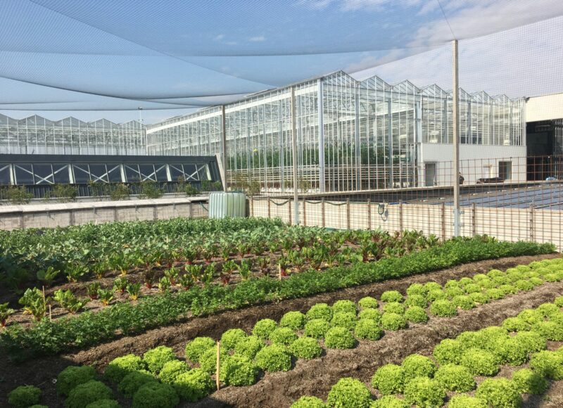 Une serre en toiture de la Ferme BIGH à Bruxelles