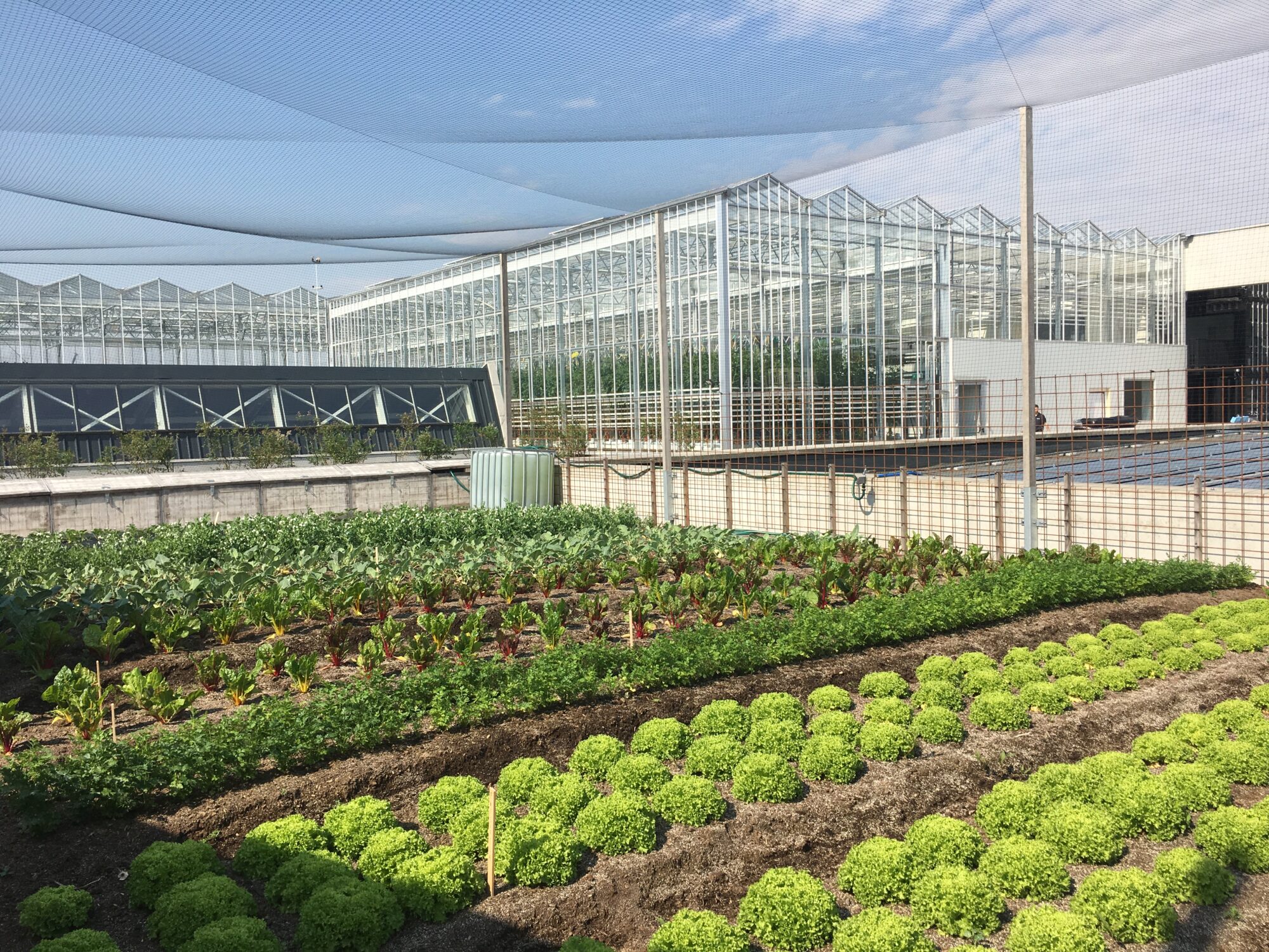 Les 6 essentiels de l’agriculture urbaine en toitureterrasse  lab
