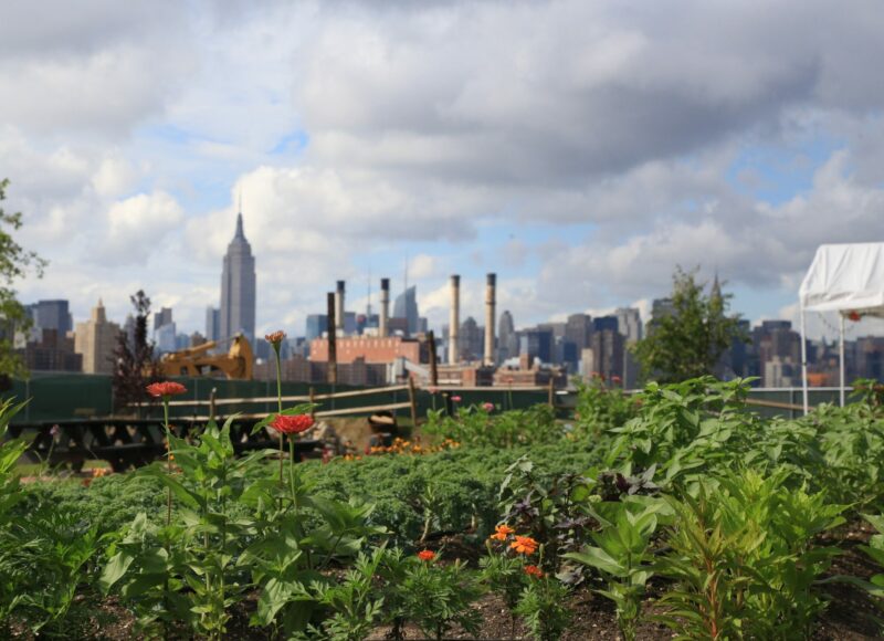 Rooftop vegetable garden at North Brooklyn Farm