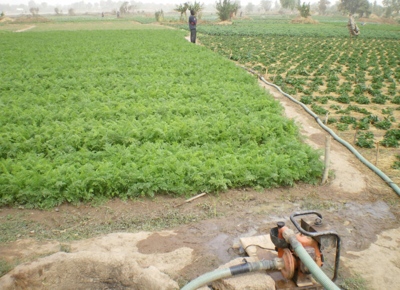 Agriculture periurbaine