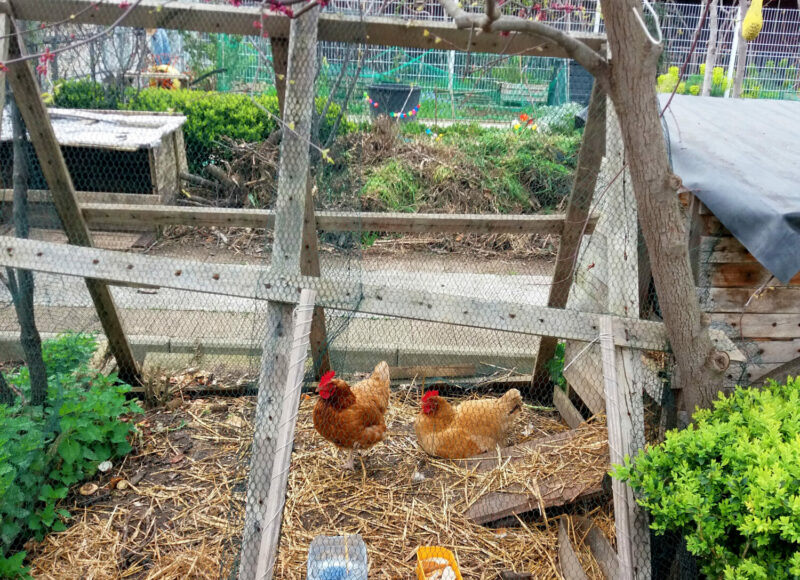 Hen house on a rooftop