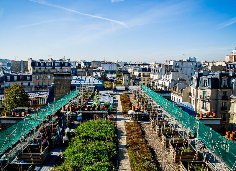 Toit potager d'AgroParisTech