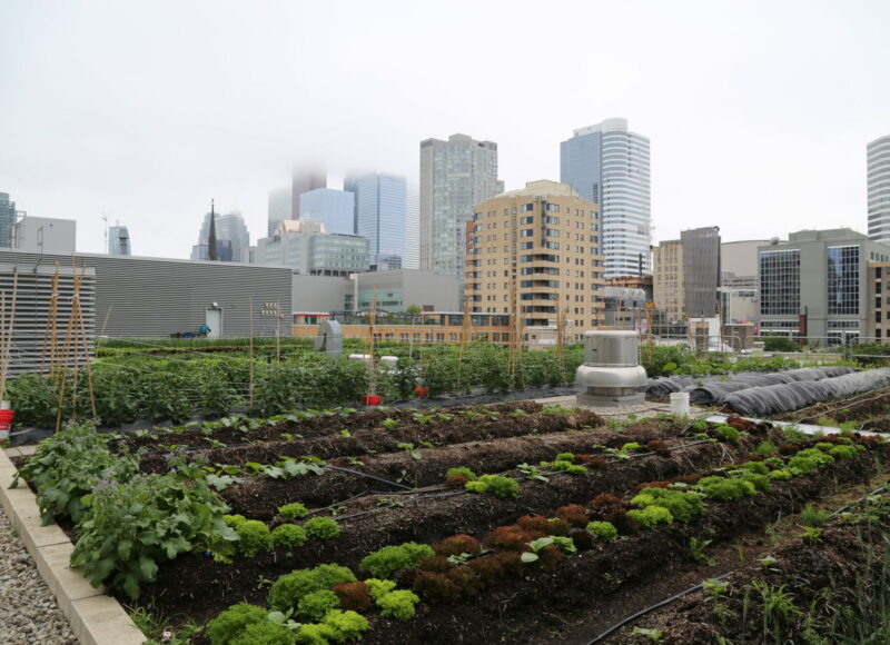 The vegetable garden on the rooftop of Ryerson University in Toronto